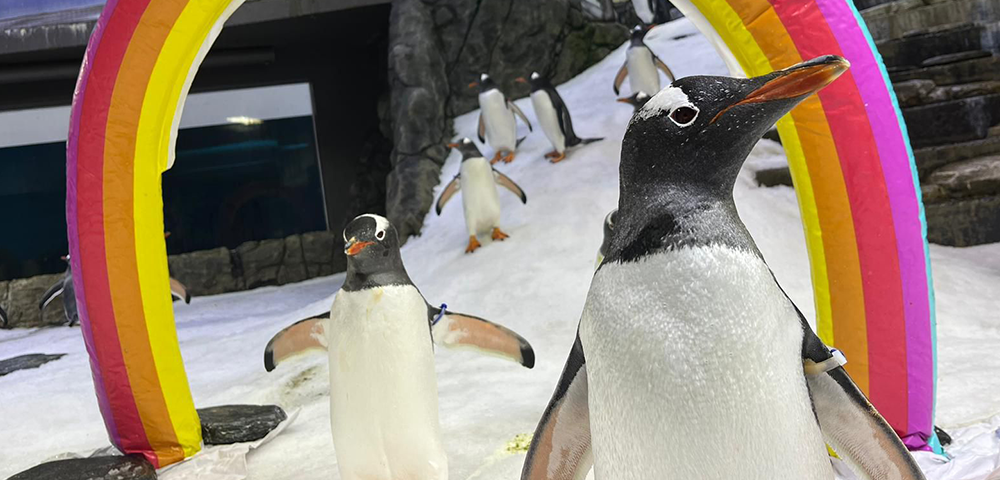 Vale: Australia’s Beloved Gay Penguin Sphen Has Passed Away